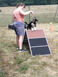 Sorties sur parcours des Chiens